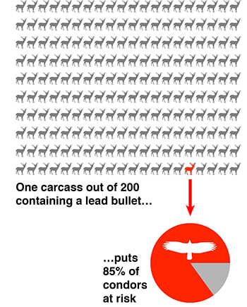 Chart showing one carcass out of 200 containing a lead bullet puts 85 percent of condors at risk